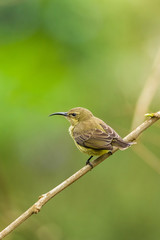 Female Variable or Yellow-bellied Sunbird (Cinnyris venusta falkensteini) perched on branch, Kenya