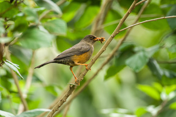 Olive Thrush (Turdus olivaceus) on branch, Kenya