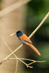 Female African Paradise-flycatcher (Terpsiphone viridis) on branch, Kenya