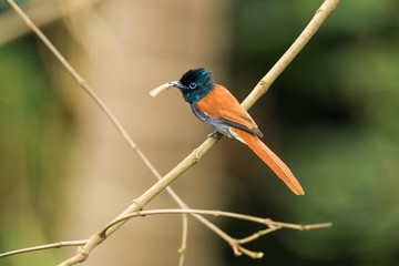 Female African Paradise-flycatcher (Terpsiphone viridis) on branch, Kenya