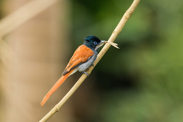 Female African Paradise-flycatcher (Terpsiphone viridis) on branch, Kenya
