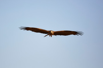 Black Kite in flight, blue sky natural background