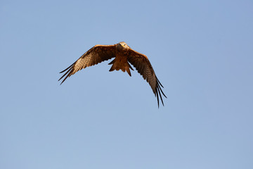 Black Kite in flight, blue sky natural background