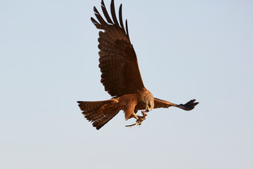 Black Kite in flight, blue sky natural background