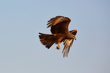 Black Kite in flight, blue sky natural background