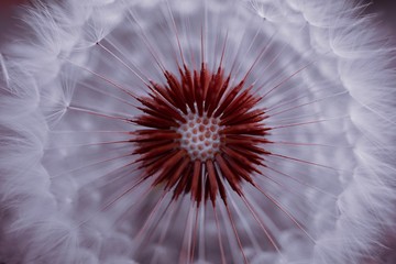 abstract dandelion seed in autumn in the nature