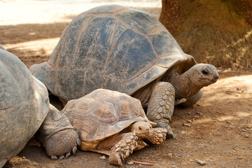 ゾウガメとケヅメリクガメ、陸亀達のマイペースな生活 Friendly giant tortoise and spurred tortoise