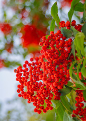  juicy red mountain ash in the autumn garden. bright berry. healthy berry. autumn garden