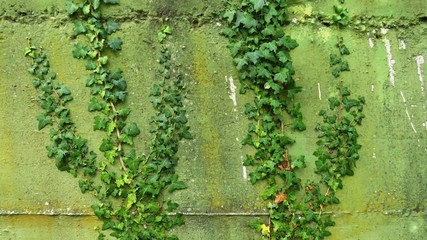 ivy on the wall
