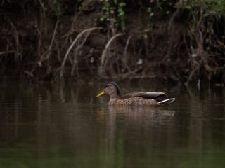 Mallard on water. Wild duck on the lake. Summer lake and mallard. 