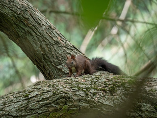 Squirrel on the tree. Summer park and squirrel.