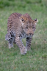 Fototapeta na wymiar Leopard walking in the grass