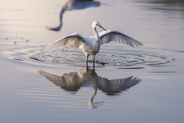 small egret stretching 