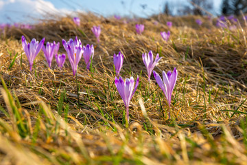 Gorce - Krokusy  © BARONPHOTOGRAPHY.EU