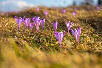 Gorce - Krokusy  © BARONPHOTOGRAPHY.EU