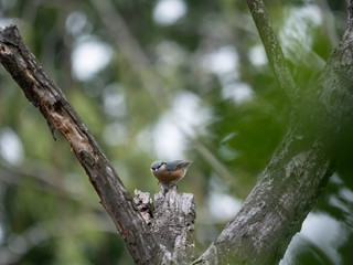 Eurasian nuthatch on a tree. Eurasian nuthatch sitting on a tree.