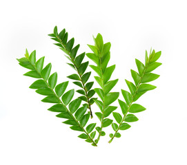 Tree leaves isolated on white background