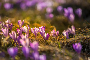 Gorce - Krokusy  © BARONPHOTOGRAPHY.EU