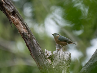 Eurasian nuthatch on a tree. Eurasian nuthatch sitting on a tree.