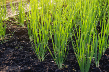 Onion from the growing garden Organic vegetable concept