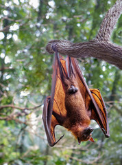 Flying fox.  They are much larger than bats, their wingspan reaches one and a half meters.