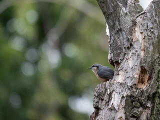 Eurasian nuthatch on a tree. Eurasian nuthatch sitting on a tree.