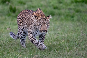 leopard walking in the Masai Mara