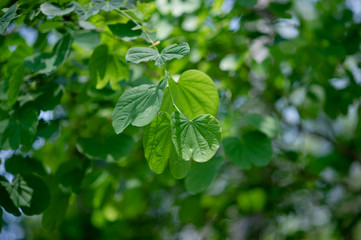 Green leaves are in the green area in the rainy season. Abundant natural concepts