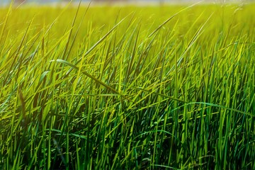 Rice field in the countryside of Thailand