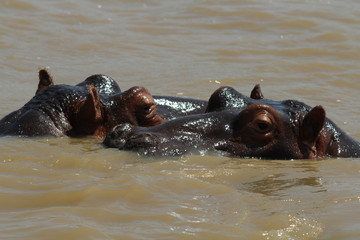 Fototapeta premium Afrique du sud