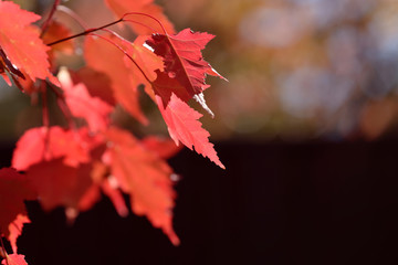 Beautiful colorful leaves in autumn forest. Red, orange, yellow, green and brown autumn leaves. Bush and tree foliage. Seasonal background.