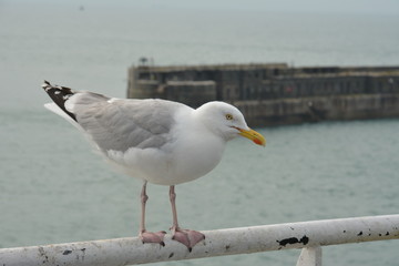Gull sitting on the railing (Larus marinus)