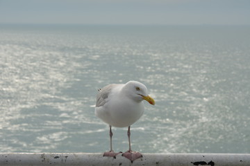 Gull sitting on the railing (Larus marinus)