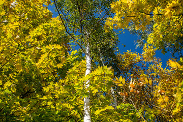  White birch trunk on a background of yellow maple foliage