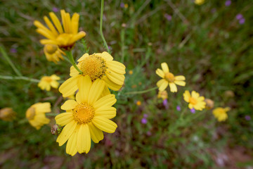 Spring IV
