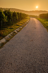 Straße Feldweg Weg im Weinberg mit Sonne am Morgen