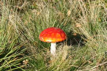 Fliegenpilz