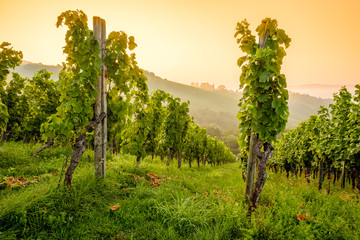 Reben im Weinberg mit Sonne im Gegenlicht