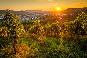 Sonne im Weinberg Sommer