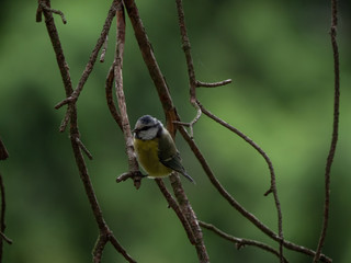 Eurasian blue tit (Cyanistes caeruleus) on the tree. Small bird on tree, green background. Blue tit sitting on tree.