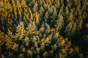 Autumn / fall forest aerial looking down onto woodland at sunrise in the English countryside