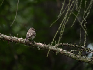 Spotted flycatcher (Muscicapa striata) on the tree. Small bird on tree.