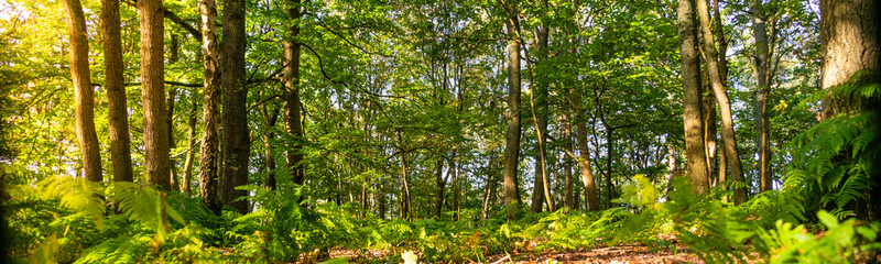 Panoramic of a woodland forest floor at sunrise in the English countryside