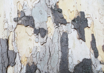 texture of bark of tree