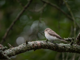 Spotted flycatcher (Muscicapa striata) on the tree. Small bird on tree.