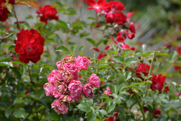 Roses growing in formal garden some in need of dead heading