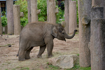 Baby elephant playing in the trees.