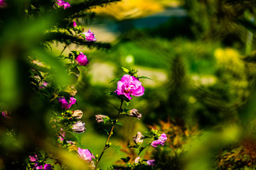 Kwiat ukryty za drucianą siatką © EvoraArt