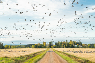 A big flock of barnacle gooses is sitting on a field and flying above it. Birds are preparing to migrate south. September 2019, Finland © Elena Noeva