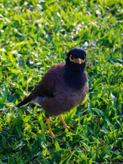 uccello thailandia
